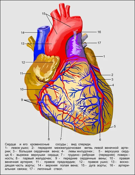 Corazón — Archivo Imágenes Vectoriales