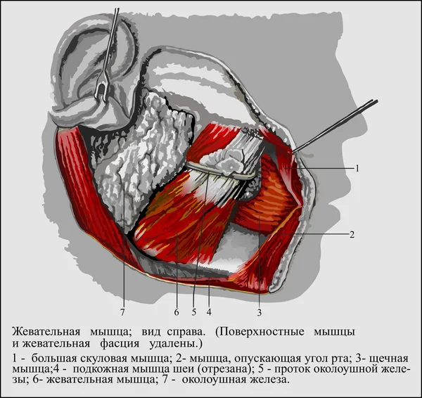 Anatomia umana — Vettoriale Stock