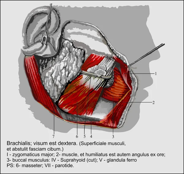 Anatomia umana — Vettoriale Stock