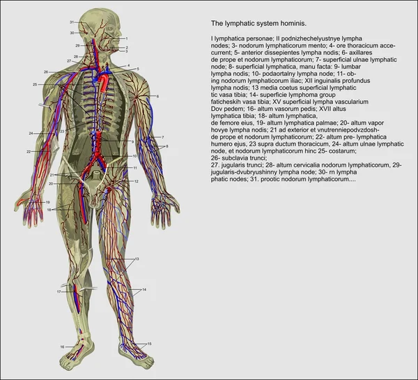 Lidská anatomie — Stockový vektor