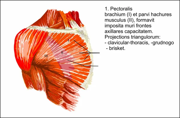 Anatomia umana — Vettoriale Stock