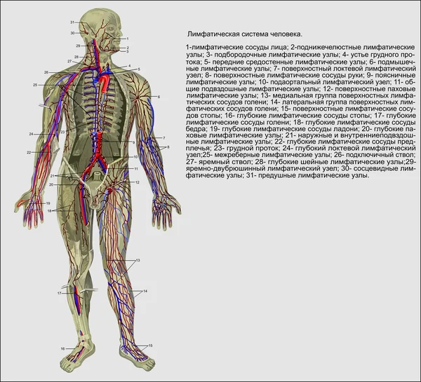 Anatomia człowieka — Wektor stockowy