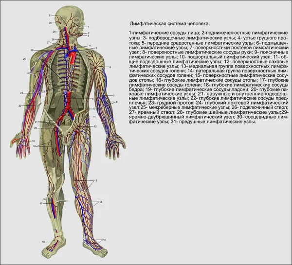 Menschliche Anatomie — Stockvektor