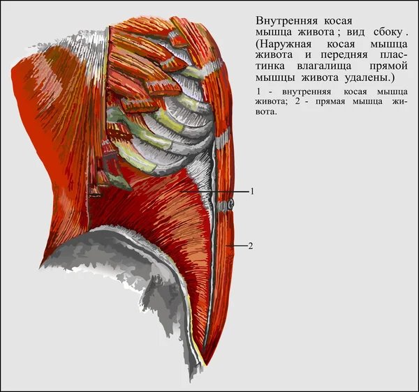 Anatomía humana Ilustraciones De Stock Sin Royalties Gratis