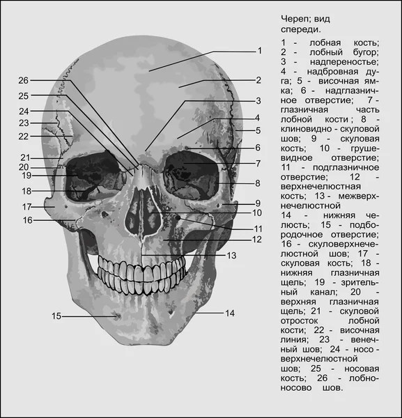 Anatomía humana Gráficos Vectoriales