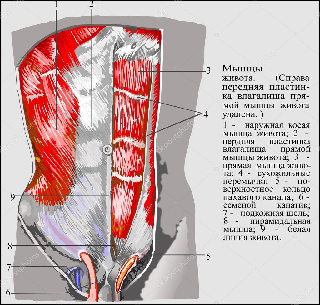 Human anatomy