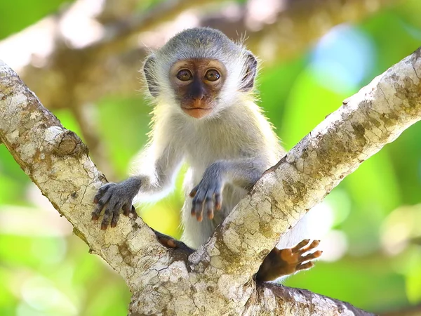 Marmoset Baby — Zdjęcie stockowe