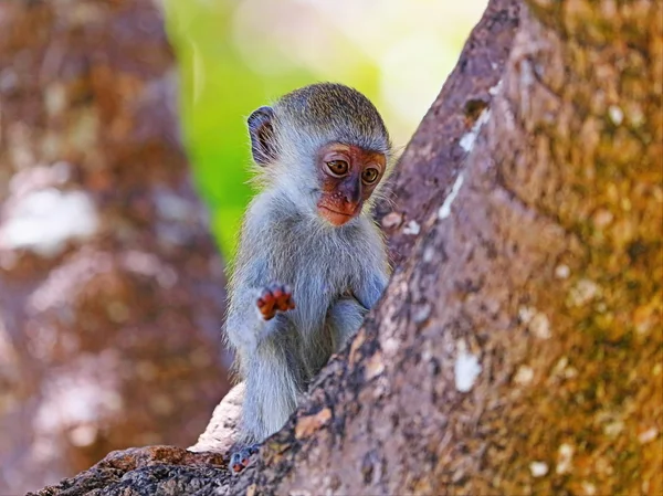 Macaco bonito — Fotografia de Stock