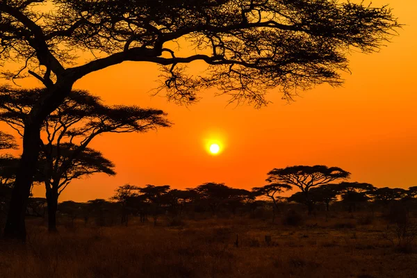 Atardecer serengeti — Foto de Stock