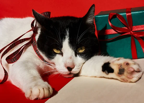 Legrační černobílá kočka s červenou mašlí spí blízko dárků. Nový rok a přání k Vánocům. Prostor pro text. Selektivní zaměření. — Stock fotografie