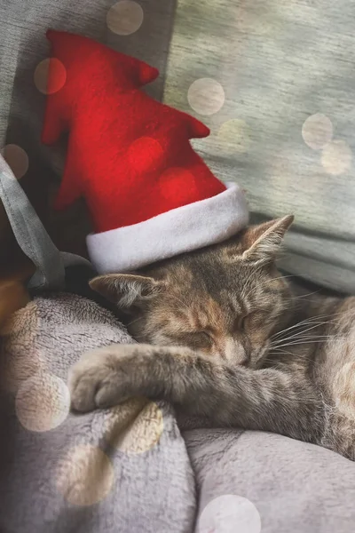 Šedá Kočka Červeném Vánočním Klobouku Spí Okna Nový Rok Marry — Stock fotografie