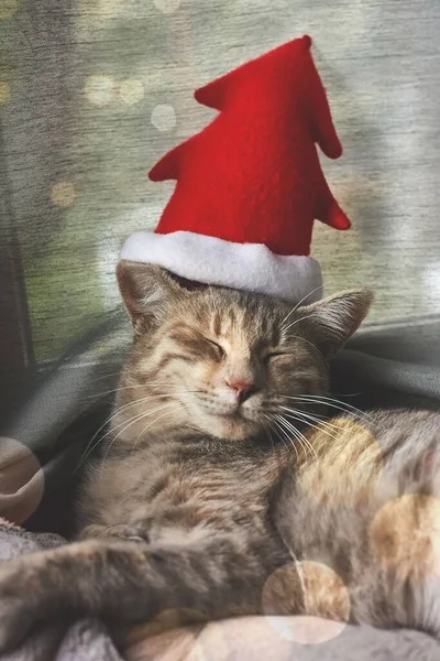 Grijze Tabby Kat Draagt Kerst Rode Hoed Slaapt Bij Het — Stockfoto