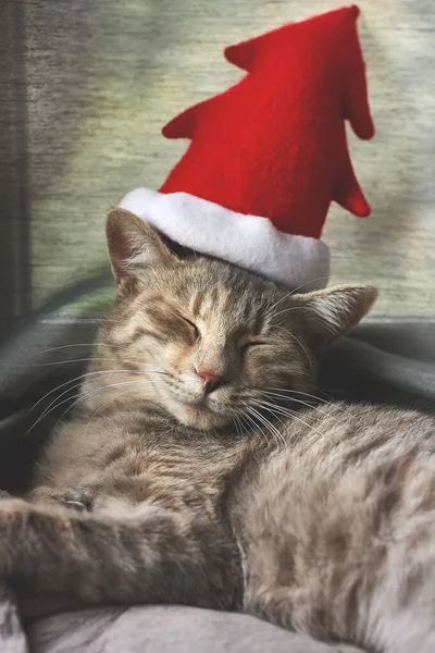 Šedá Kočka Červeném Vánočním Klobouku Spí Okna Nový Rok Marry — Stock fotografie
