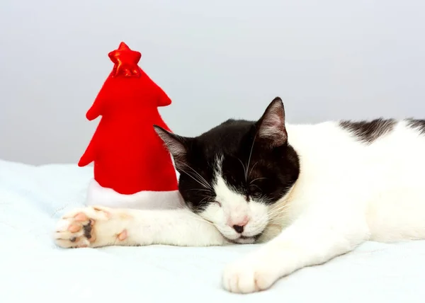 Legrační Černobílá Kočka Červeným Kloboukem Santa Spí Šedém Pozadí Kočičí — Stock fotografie