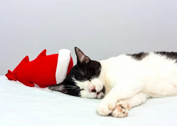 Legrační Černobílá Kočka Červeným Kloboukem Santa Spí Šedém Pozadí Kočičí — Stock fotografie