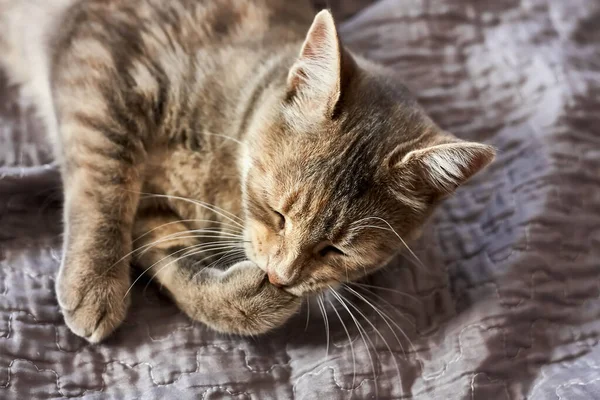 Eğlenceli Gri Genç Kedi Pençesini Isırıyor Evcil Sevimli Kedi Veteriner — Stok fotoğraf