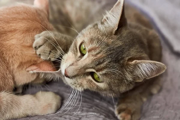 Mókás Szürke Macska Megharapja Vörös Macska Fülét Belföldi Cuki Macska — Stock Fotó