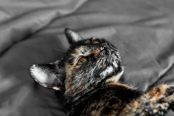 Träd Färgad Katt Liggande Grå Soffa Hemma Söt Katt Hemmet — Stockfoto