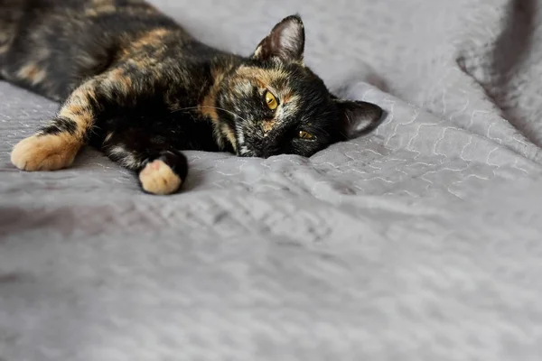 Gato Negro Serio Con Aspecto Feo Acostado Sofá Gris Casa — Foto de Stock