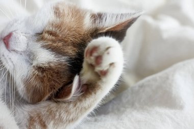 Komik, sevimli, ağaç renkli, kızıl evcil kedi beyaz battaniyenin üzerinde pembe kalplerle oynuyor. Veteriner ve internatinal kedi günü konsepti. Sevgililer Günü kedisi. Seçici odak.