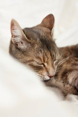 Komik, şirin, çizgili, gri evcil kedi beyaz battaniyenin üzerinde tüyle uyuyor. Veteriner ve internatinal kedi günü konsepti. Sevgililer Günü kedisi. Seçici odak.