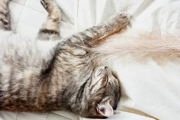 Vicces Aranyos Csíkos Szürke Macska Tollal Ágyon Alszik Állatorvosi Nemzetközi — Stock Fotó