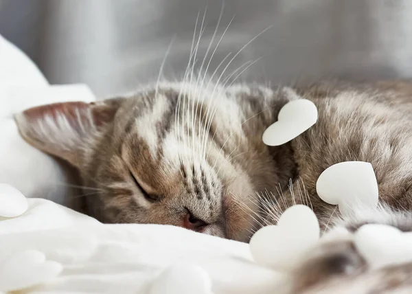 Vicces, aranyos, csíkos szürke macska rózsaszín szívvel játszik fehér takarón az ágyon. Állatorvosi és Nemzetközi Macskanap koncepció. Valentin napi macska. Szelektív fókusz. — Stock Fotó
