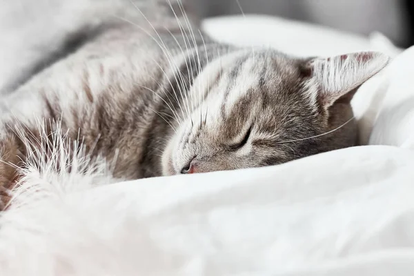 Vicces, aranyos, csíkos szürke macska tollal az ágyon alszik. Állatorvosi és Nemzetközi Macskanap koncepció. Valentin napi macska. Szelektív fókusz. — Stock Fotó