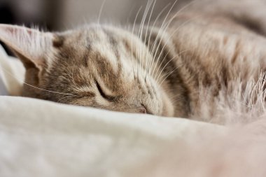 Komik, şirin, çizgili, gri evcil kedi beyaz battaniyenin üzerinde tüyle uyuyor. Veteriner ve internatinal kedi günü konsepti. Sevgililer Günü kedisi. Seçici odak.