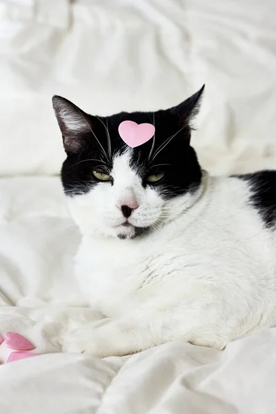 Arrogante Divertido Gato Blanco Negro Corazón Rosa Para Diseño Celebraciones —  Fotos de Stock