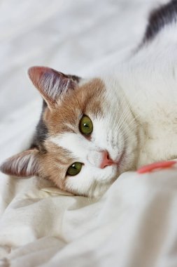 Komik, sevimli, ağaç renkli, kızıl evcil kedi beyaz battaniyenin üzerinde pembe kalplerle oynuyor. Veteriner ve internatinal kedi günü konsepti. Sevgililer Günü kedisi. Seçici odak.