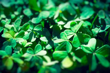 Odaklanmamış yeşil yonca arka planı. Taze sulu yeşil yapraklar, oksalis, yonca, trefolyo. Aziz Patrick Günü bayram sembolü. Kapat..