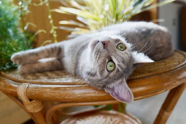 Gros plan portrait de jeune chat rayé gris se trouve sur une table en osier. Animaux domestiques, yeux verts. Intérieur de style tropical — Photo