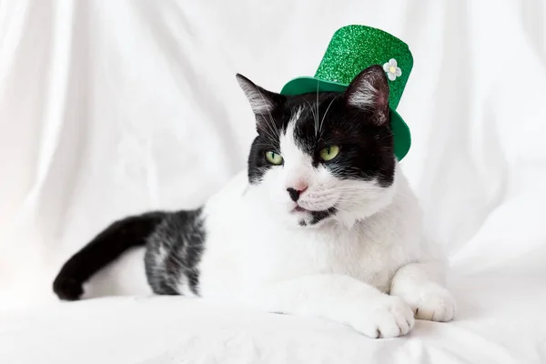 Yeşil cüce şapkalı komik siyah beyaz kedi. Aziz Patrick Günü. İrlanda tatili