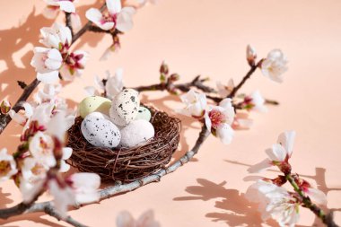 Açık pembe pastel arka planda yuvasında bahar filizi ve tüyleri olan şık paskalya yumurtaları. Mutlu Paskalyalar. Tebrik kartı şablonu. Metin için boşluk.