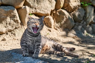 Açık havada, komik, gri çizgili yavru kedi portresi. Ev hayvanı, yeşil gözler. Kedi kahkahaya benziyor