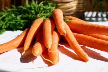 Olgun doğal organik taze toplanmış havuçlar. Köy tarım kavramlarını hasat et. Sağlıklı organik gıda, sebze, Keratin vitamini