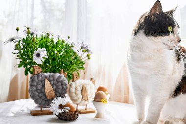 Masada Paskalya sofrası kompozisyonu olan ciddi bir kedi oturuyor: beyaz seramik yumurta kabı ve yuvadaki tüylerle süslenmiş kahverengi yumurtalar, tahta paskalya tavukları ve masada beyaz masa örtüsü olan papatya..