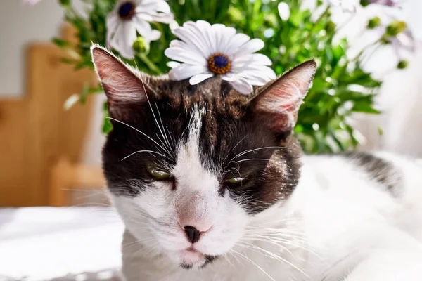 Charming black and white cat with pink daisy on it\'s head. Springtime holidays. Sunlight. Funny cats
