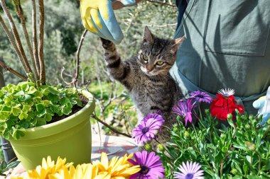 Bahçıvan, çiçekçi tezgahının tezgahındaki çiçekleri düzenlerken komik gri bir kediyle oynar ya da ev bahçesinde. Bahçede. Yeşillik. Ev bahçesi. Evcil hayvanlar.