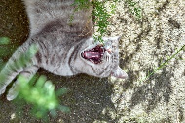 Açık havada, yeşil gözlü, gri çizgili genç bir kedinin portresi var. Evcil hayvan. Güzel kedi yavrusu.