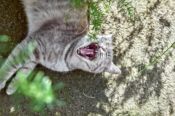 Açık havada, yeşil gözlü, gri çizgili genç bir kedinin portresi var. Evcil hayvan. Güzel kedi yavrusu.