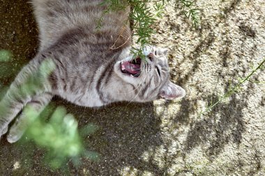 Açık havada, yeşil gözlü, gri çizgili genç bir kedinin portresi var. Evcil hayvan. Güzel kedi yavrusu.