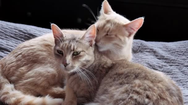 Deux Chats Rayés Lèchent Sur Lit Matin Tendresse Caresses Douillettes — Video