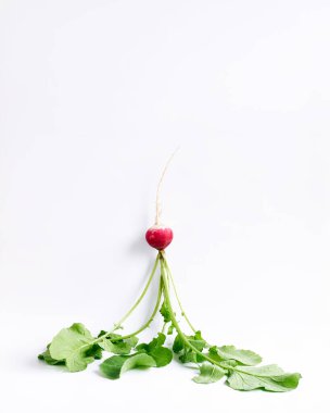 Beyaz arka planda taze mor organik turp. Şehir bahçesinde organik sebzeler. Sürdürülebilir Tarım