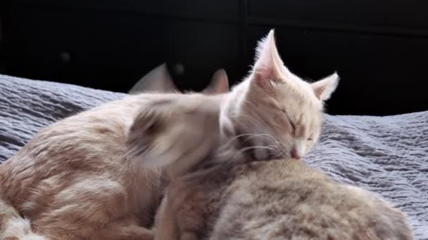 Дві Смугасті Кішки Лижуть Один Одного Ліжко Вранці Ніжність Затишок — стокове відео