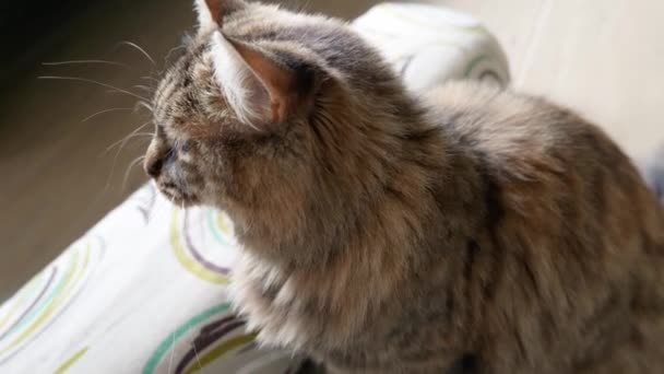 Красива Смугаста Імбирна Кішка Довгим Волоссям Зеленими Очима Довгими Вусами — стокове відео