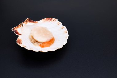 Raw scallop in shell on black background. Mediterranean seafood. Fresh Shellfish. Aequipecten opercularis. Pecten Jacobaeus clipart