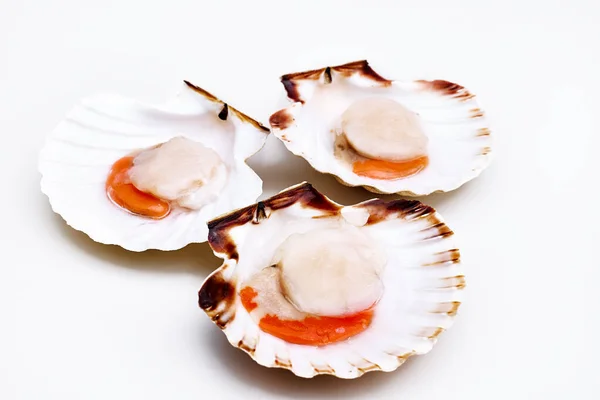 Beyaz arka planda kabuklu çiğ deniz tarakları. Akdeniz mahsulleri. Taze kabuklu deniz hayvanı. Operularis 'i çalıştır. Pecten Jacobaeus
