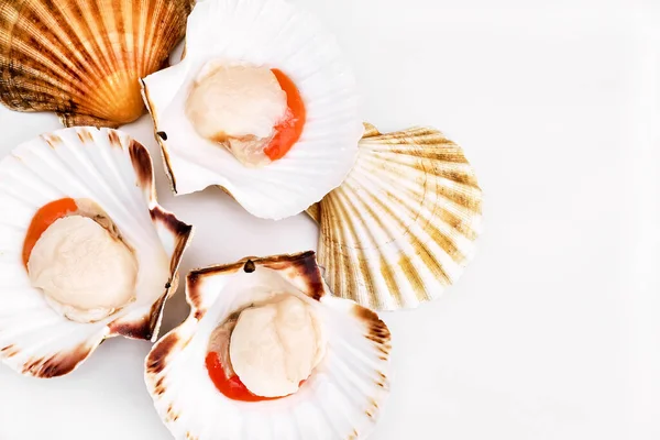 Beyaz arka planda kabuklu çiğ deniz tarakları. Akdeniz mahsulleri. Taze kabuklu deniz hayvanı. Operularis 'i çalıştır. Pecten Jacobaeus